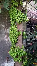 Bilimbi tree full of fruit