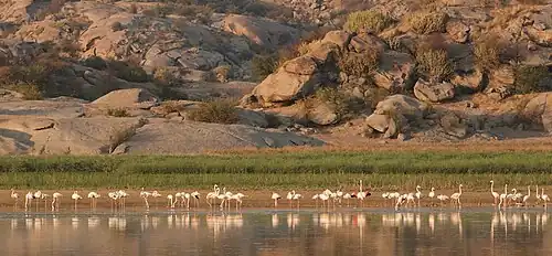 Flamingo sighting at Jawai Dam