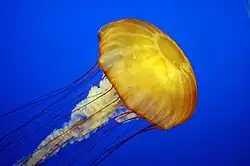 Jellyfish pulsate their bell for a type of jet locomotion