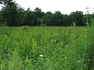 Prairie
