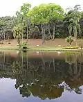 Jequitibá-rosa in the Botanical Garden of São Paulo.