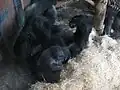 Western lowland gorilla