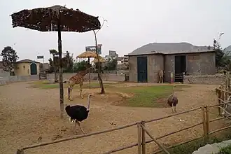 African Savannah Exhibit, with a pair of Common Ostriches and a Rothschild's giraffe