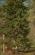 Joachim Frich, Study of a Spruce, oil on board, 1851