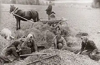 Sorting seed potatoes in Tartu County (1913)