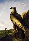 John J. Audubon, Washington Sea Eagle, c. 1836–1839, Smithsonian American Art Museum