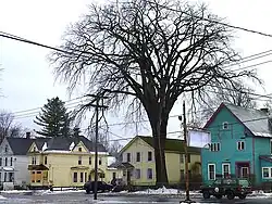 American Elm in Johnstown, New York (2013). 199 inches in circumference at 4.5 feet height, and 90 feet tall. Now deceased due to Dutch elm disease.