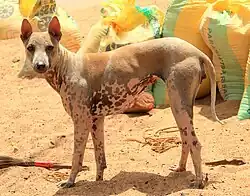 Jonangi