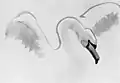 Swan Study - Peace, 1910