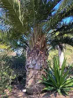 Jubaea chilensis at UC Berkeley Botanical Garden.
