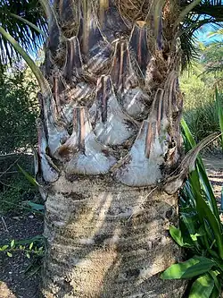 Detail of Jubaea chilensis trunk.