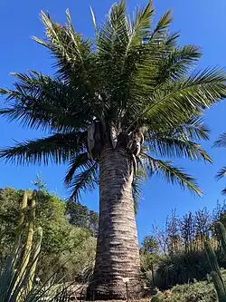 Jubaea chilensis showing the girth of the trunk.