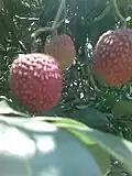 Juicy Litchi Nonimal in Mehsi