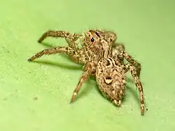 female P. paykulli