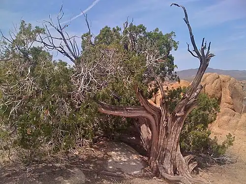 Traumatized shrub form in Riverside County, California