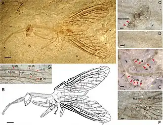 Juroraphidia longicollum (†Juroraphidiidae) transitional fossil of Middle Jurassic age, from China[12]
