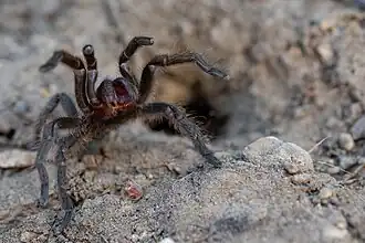 A small tarantula rears onto its back legs and shows its fangs.