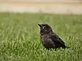 A juvenile common grackle stands in freshly cut grass