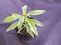 Juvenile cultivated plant