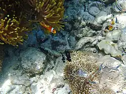 A pair of juvenile three-spot dascylluses with their anemone in the Maldives: A pair of black-foot anemonefish can be seen to the top.