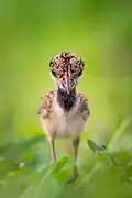 Juvenile red-wattled lapwing