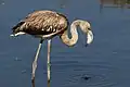 Young greater flamingo
