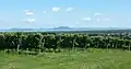 The vineyard of Kéthely