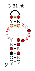 A consensus secondary structure and primary sequence for the kink-turn RNA motif.