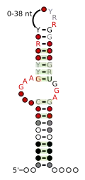 A consensus secondary structure and primary sequence for the kink-turn RNA motif.