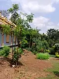 The temple garden