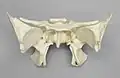 Human sphenoid bone