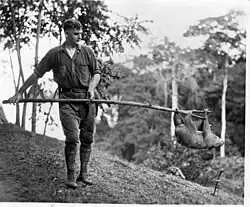 A Man carries a 8 ft long stick horizontally with a sloth clinging to the other end.