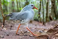 Bird (kagu) with pale grey plumage (lighter on underside), straight red bill, and red legs