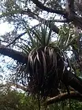 A. hastata growing on a tōtara tree