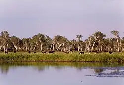 A group of horses grazing in a field with a lake in the foreground and a forest in the background