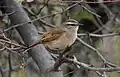 Perched in tree