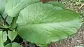 Kalanchoe pinnata leaf