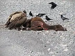 Himalayan vulture and large-billed crows feeding on a dead mule.