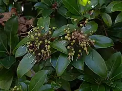 Fruits