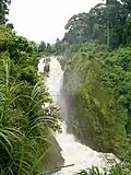 Forest around the Menchum Falls