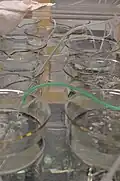 Jellyfish farming, difficult to breed in captivity