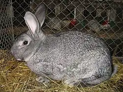 A gray rabbit