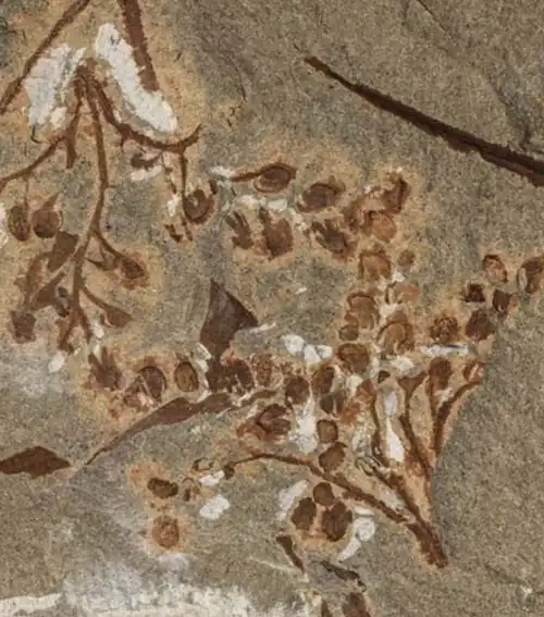 ♀ K. vincularis