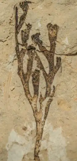 ♂K. aasvoelensis