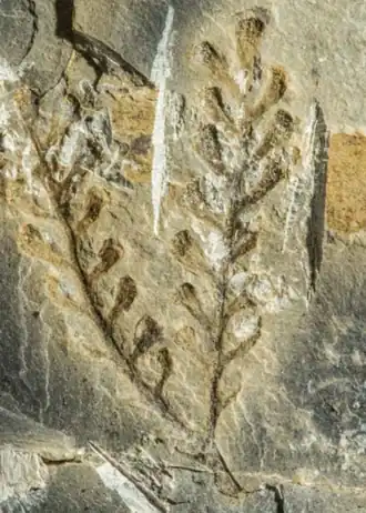 ♂ K. lutinumerus