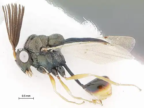 K. terminalis