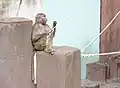 A hamadryas baboon (Papio hamadryas)