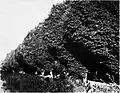 Meyer's "U. densa (U. campestris umbraculifera)" (but possibly 'Androssowii'), Murgrab near Bairam-ali (c.1912).[35]