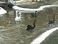 Swans in the aviary at Karanji lake