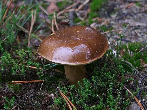 With wet and sticky cap